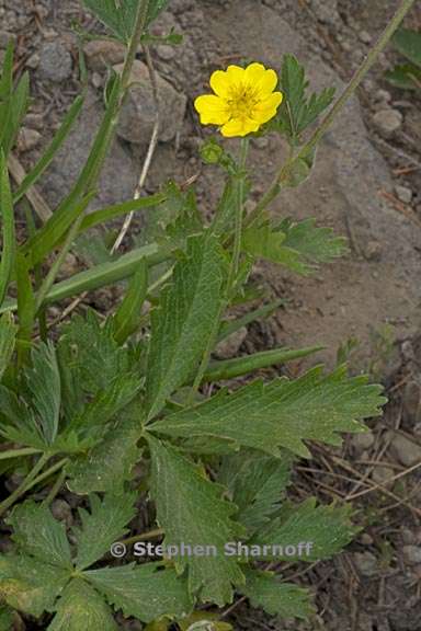 potentilla gracilis var fastigiata 2 graphic